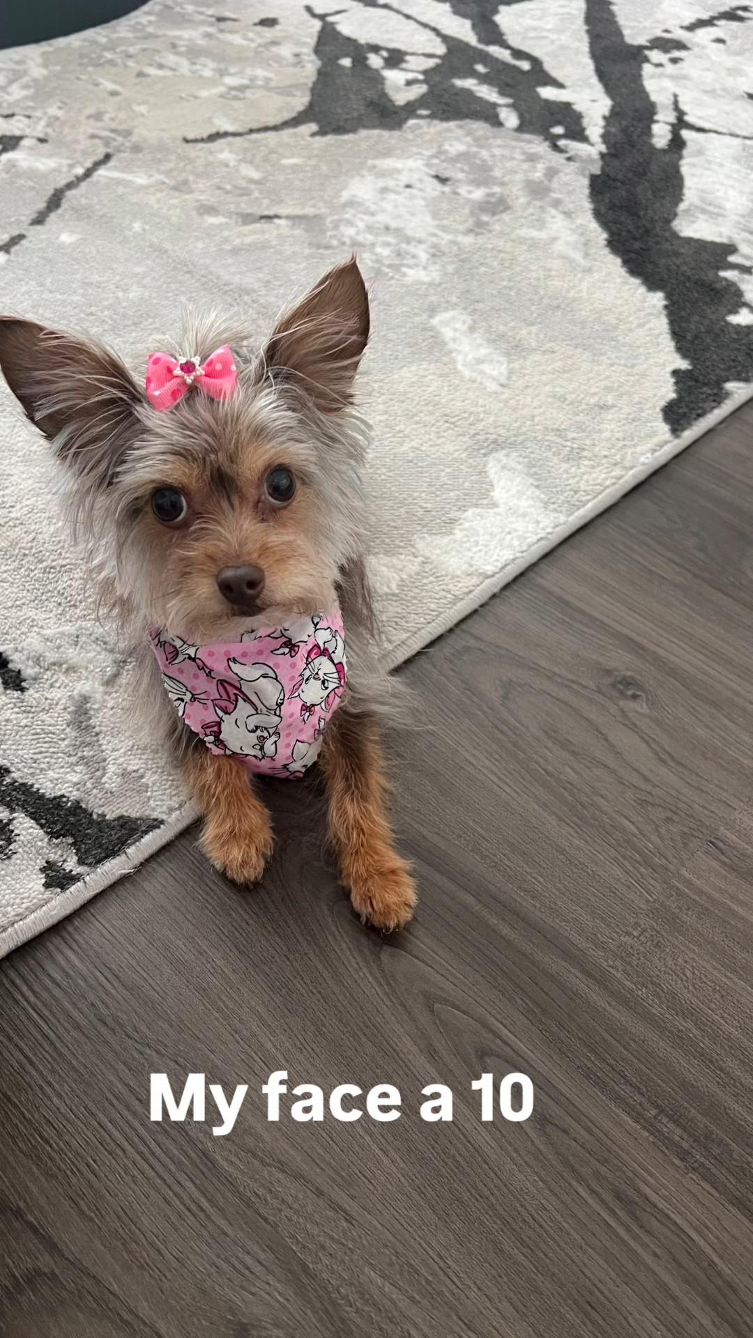 Petite but don’t play with her 🐾

#DogMomLife #PetitePup #SmallDogEnergy