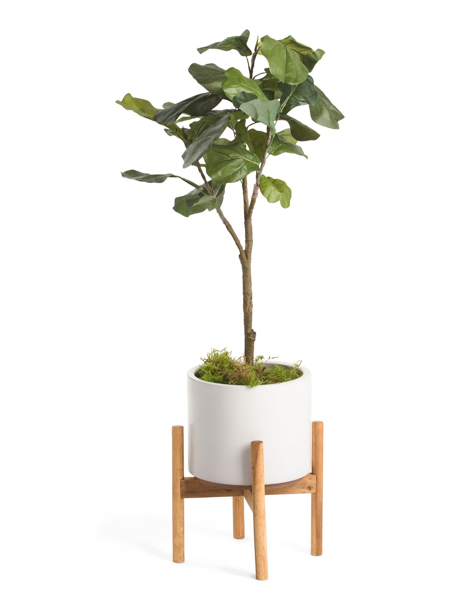 Fiddle Plant In Matte Pot With Stand | TJ Maxx