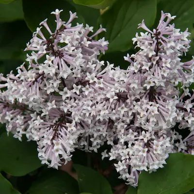 Gurney's Seed and Nursery Lavender Flowering Miss Kim Lilac Foundation/Hedge Shrub in 2.25-Gallon... | Lowe's