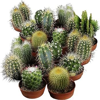 Seed Needs, Cacti/Cactus Seeds for Planting (Specialty Blend) Single Package of 130 Seeds - Heirl... | Amazon (US)