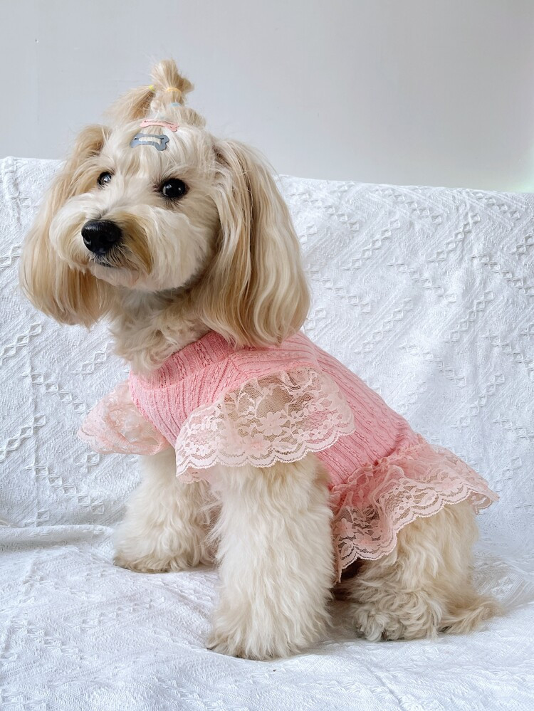 Trui voor huisdieren verfraaid met kant | SHEIN
