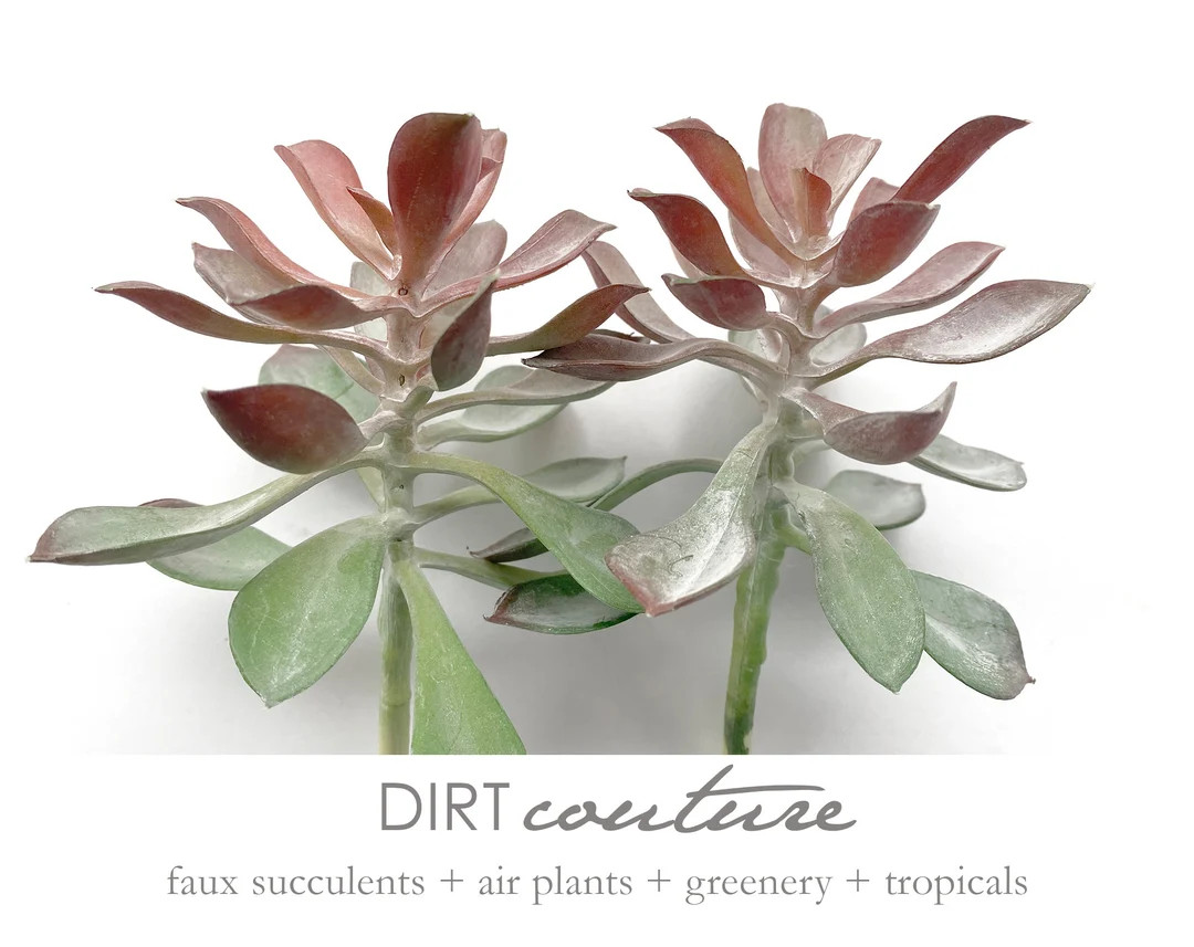 Gray succulent, aeonium, gray aeonium with stem, light grey | Etsy (US)