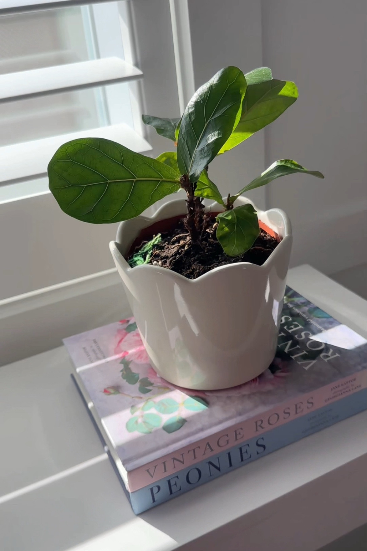 The cutest scalloped planter pot 

#LTKHome #LTKFindsUnder50