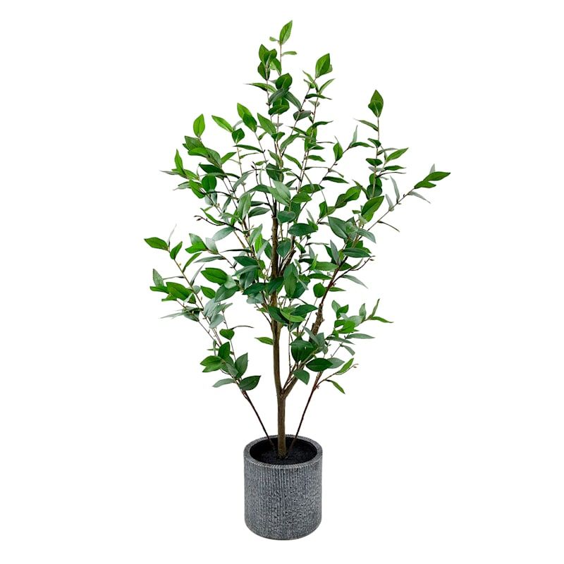 Bay Laurel Tree, 48" | At Home