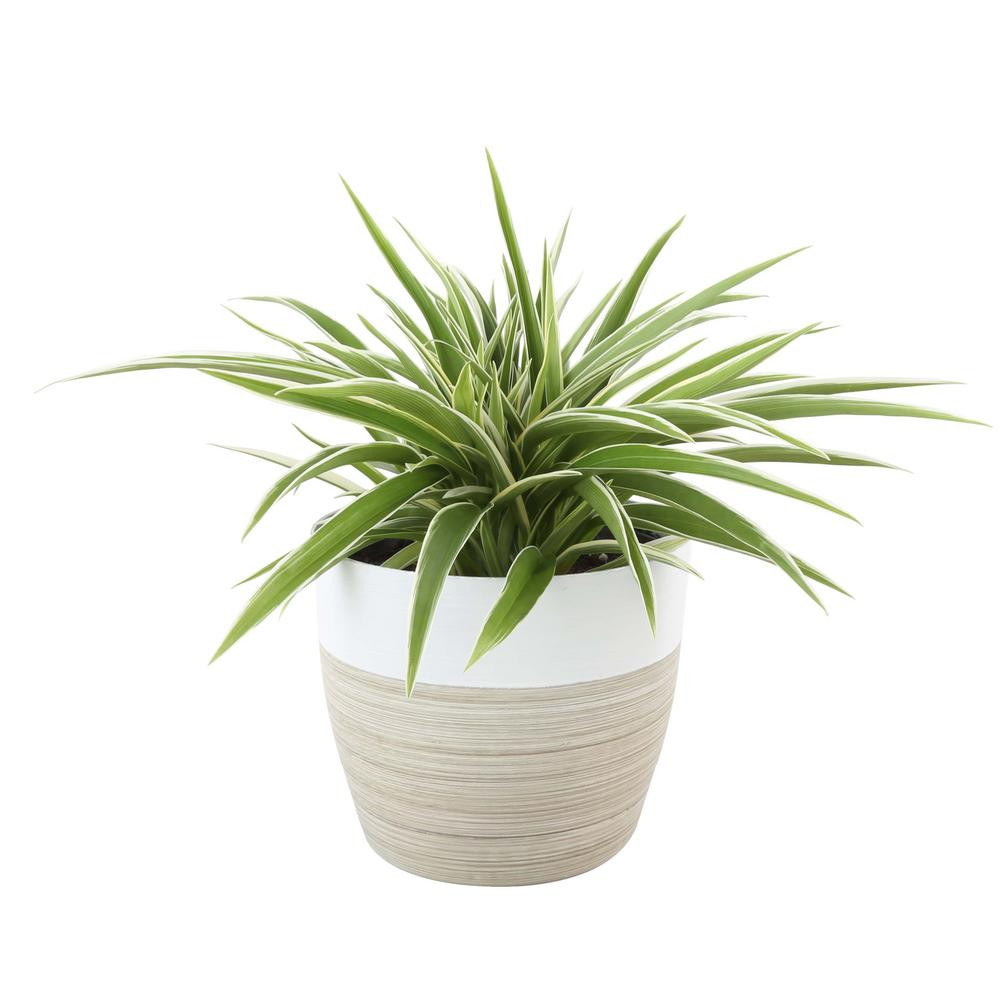 Costa Farms Chlorophytum Comosum Spider Live Indoor Plant in Decor Planter | The Home Depot