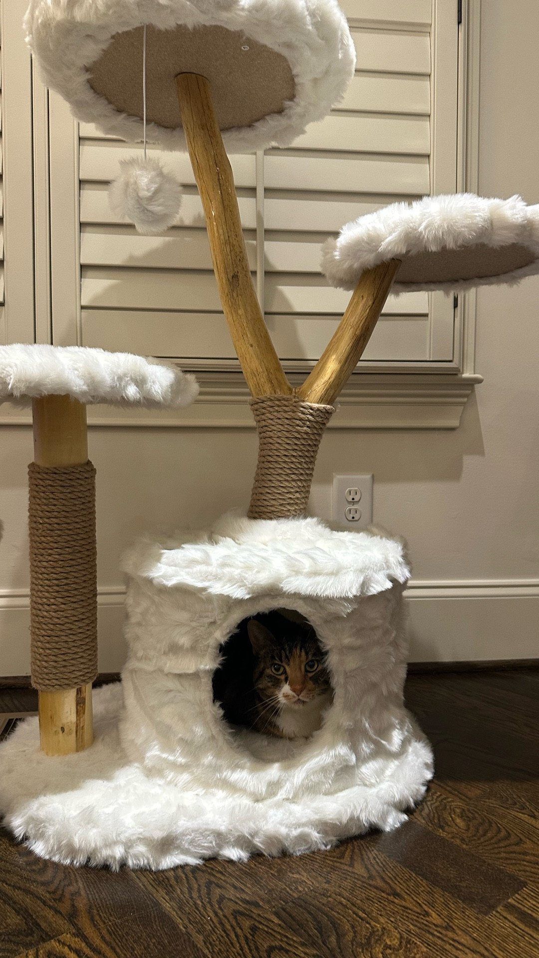 Amazon find
Cat tree 
Cats