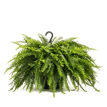 Lowe's Boston Fern in 1.5-Gallon (s) Hanging Basket | Lowe's