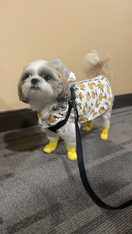 Ralphie's new Peanuts rain jacket is fleece lined and so cute! He took size small and he is a 16 pound Shih Tzu.

He took the yellow rain boots in size XS.

#LTKSeasonal #LTKGiftGuide #LTKkids