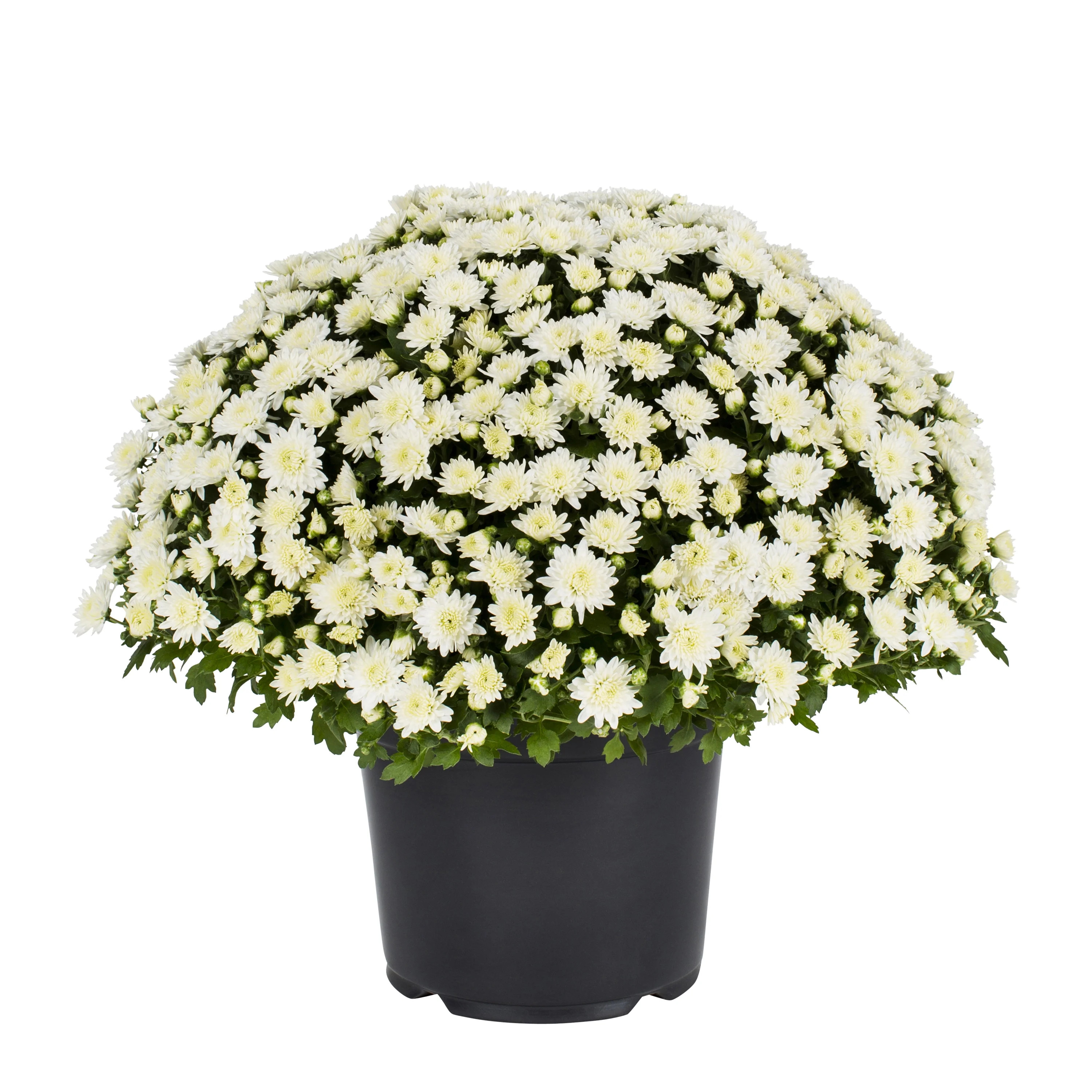 Expert Gardener 3QT White Mum Live Plant in Grower Pot, Full Sun | Walmart (US)