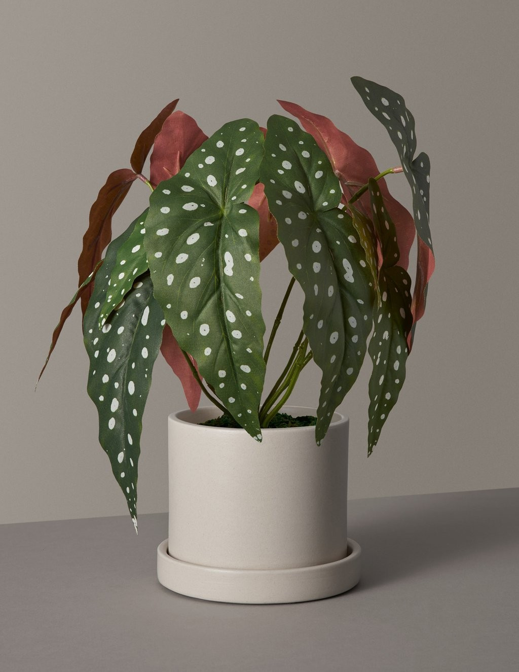 Faux Angel Wings Begonia | The Sill