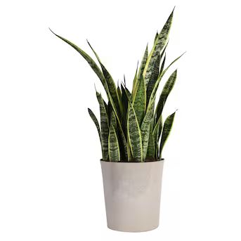 Costa Farms Snake Plant House Plant in 10-in Pot | Lowe's
