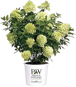 2 Gal. Limelight Prime Hydrangea Shrub | Amazon (US)