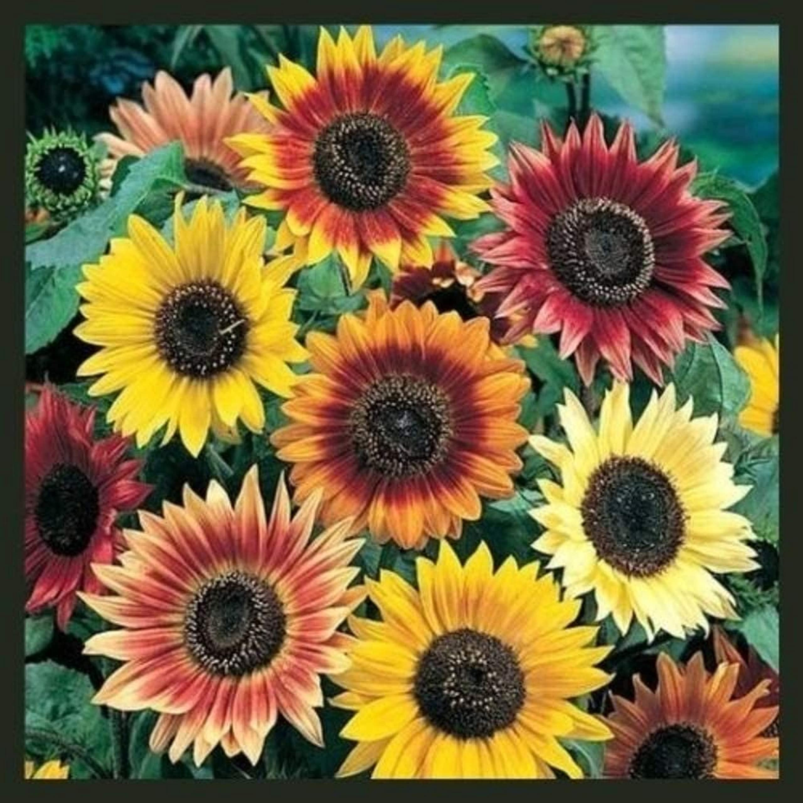 Sunflower Seeds for Planting - Plant & Grow Autumn Beauty Sunflower Mix in Your Home Outdoor Gard... | Amazon (US)