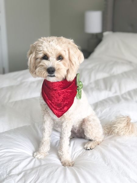 Holiday photos perfected with the best dog grooming products 🐾


Dog bandana: eco4paws.com CODE: HONEY_10

#ltkdog #ltkpet 

#LTKSeasonal #LTKHoliday #LTKfamily