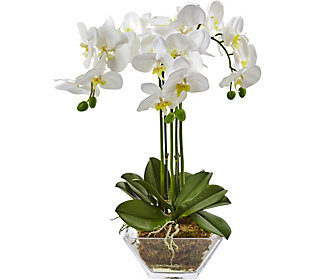 Triple Phalaenopsis Orchid in Glass Vase by Nearly Natural | QVC
