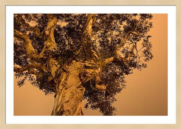 Tree of Life Framed Print | Fine Art America