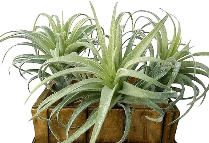 Artificial Air Plants Faux Succulents Plants Unpotted Small Tillandsia Look Real in Flocked Green... | Amazon (US)