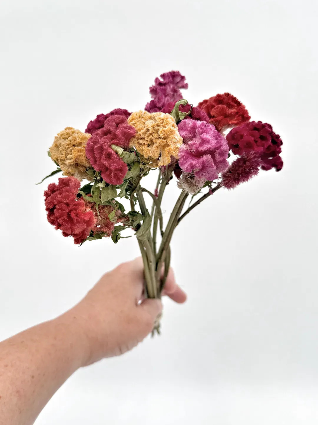 Dried Mixed Cockscomb Celosia, 10 Stems (small Heads!) for Crafting, Arrangements, Bouquets, Deco... | Etsy (US)