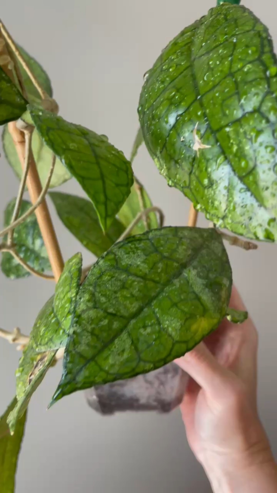 The only thing that I don’t like about #hoyafinlaysonii is the fact that the blooms don’t last very long. This bloom was probably open for anywhere between 24 and 36 hours. So I had to film this as soon as the first umbel opened or I could likely miss it all. And sure enough, as soon as this bloom started the fade, the others opened. The whole blooming process with this particular hoya is way too fast for me! The good news is that once it starts blooming it’s a hoya that continues to push more blooms. This is one of my overall favorite hoyas!

Liz’s personal care experience only…every environment is different:
🪴Light: grow lights
🪴Water: when dry
🪴Avg Temp last 30 days: 84F
🪴Relative Humidity last 30 days: 75%
🪴Fussy: not for me
🪴Rate of growth: medium 
🪴Rareness: not commonly found in stores, but in a lot of private collections.
🪴Pot size: 4” clear pot
🪴Potting Mix: SolSoils houseplant mix
🪴Fertilizer: I apply a nutrient-rich fertilizer tailored for Hoyas approximately every other watering when the plant isn’t dormant. It’s packed with essential macro and micronutrients, it’s the best I’ve found for hoyas!
🪴Rooting Method: in my custom coco coir mix in a clear plastic prop box on top of a heat mat, under a strong grow light. 
🪴Time In My Care: 4-5 years 
🪴Would Liz recommend this one: yes

#ilovehoyas #hoyacollector #hoyahead #hoyaappreciation #hoyacollection #plantsmakemehappy #ihavethisthingwithplants #hoya #easilydistractedbyplants 

#LTKFindsUnder100 #LTKFindsUnder50 #LTKHome