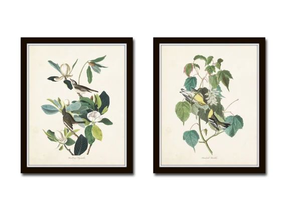Audubon Birds Print Set No. 6, Botanical Prints, Illustration,  Wall Art, Prints, Giclee, Bird Pr... | Etsy (US)