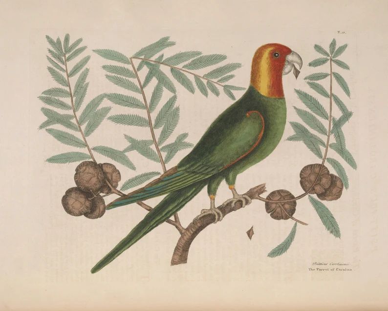 Mark Catesby : "Parrot of Carolina on Cypress Tree" (1771) - Giclee Fine Art Print | Etsy (US)