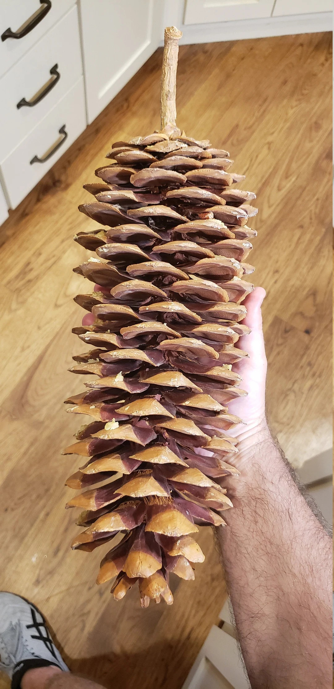 Large and Jumbo 11"-20" Size Sugarpine Cones From Northern California, Tahoe Area (multiple Size ... | Etsy (US)