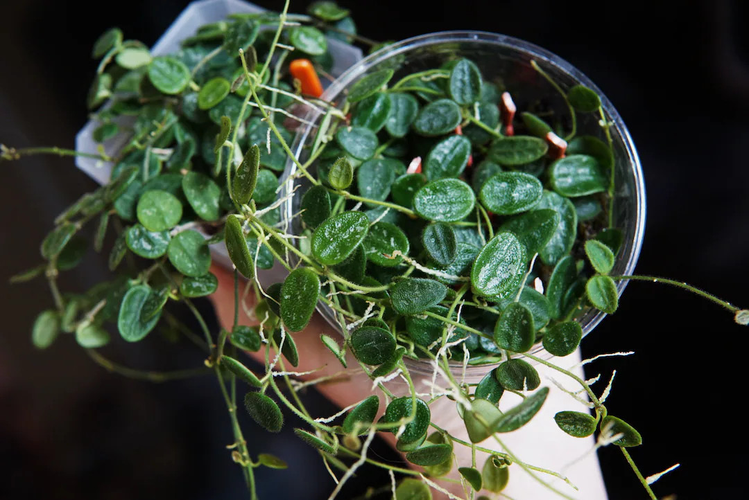 Hoya Aff Tengchongensis Cutting UNROOTED - Etsy | Etsy (US)