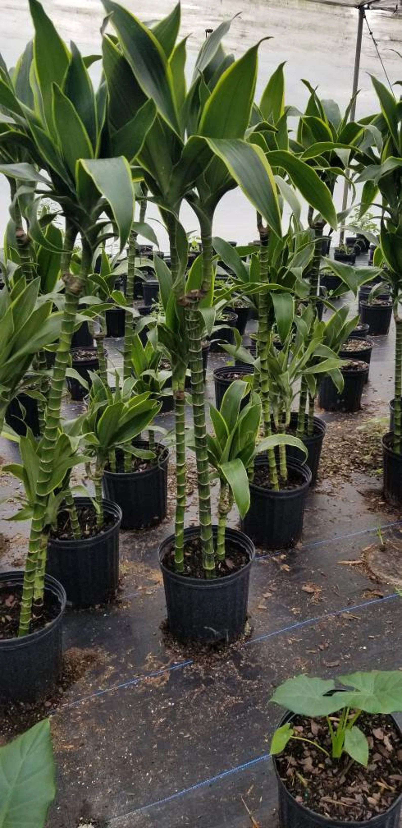 Extra large Dracaena Carmen Art 3 Plants Per Pot in 10 pot | Etsy | Etsy (US)
