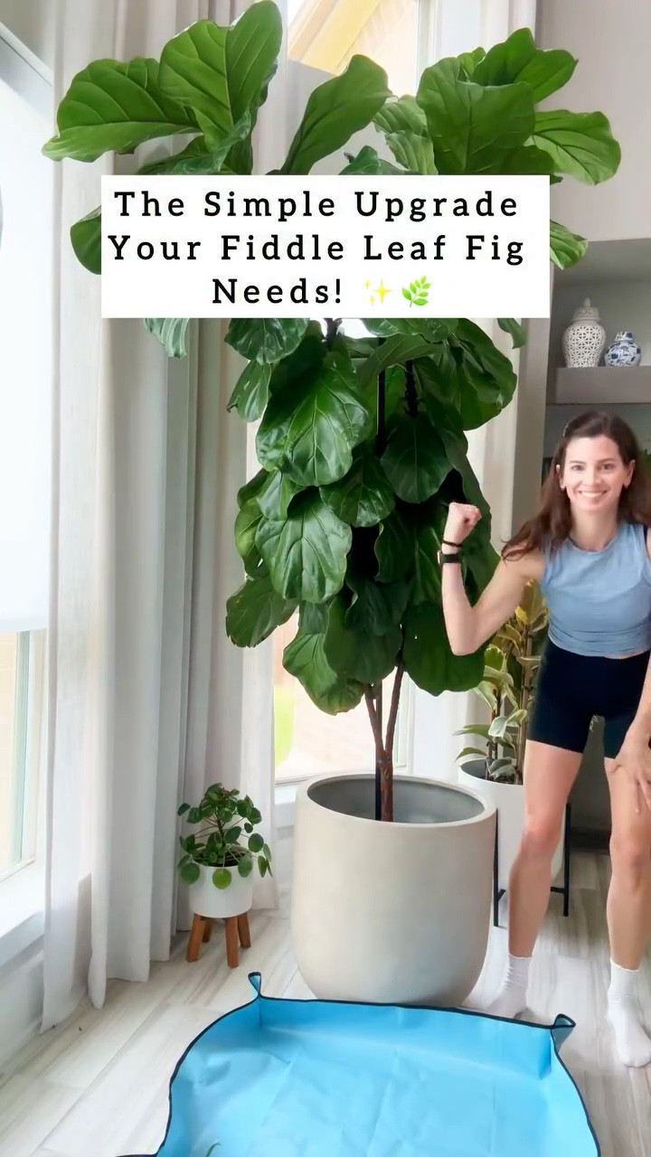 Comment ‘Fiddle’ for links 🫶💚. I used to stress about overwatering my fiddle leaf fig, but this simple plant stand from changed everything! 🌿💦 Now, extra water drains properly and my plant looks taller🙌. Who doesn’t want their plant to look taller!? ✨ No more guessing games—just happy, healthy plants! 💚

Who else swears by plant stands? 

#plantparenting #fiddleleaffig #indoorjungledecor #plantstand  #houseplanttips houseplant