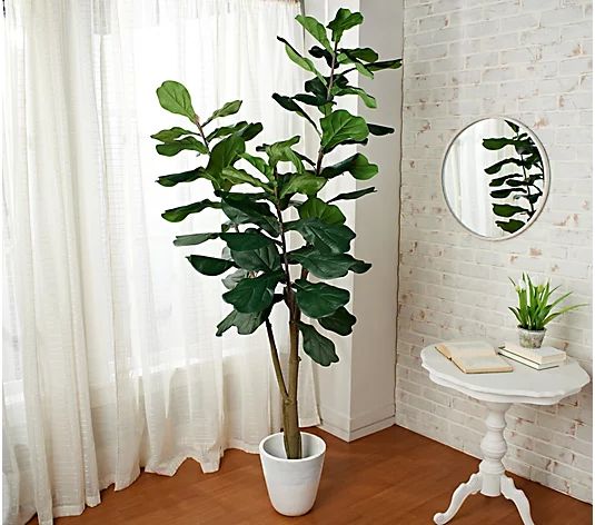 7' Faux Fiddle Leaf Tree in Starter Pot by Valerie - QVC.com | QVC