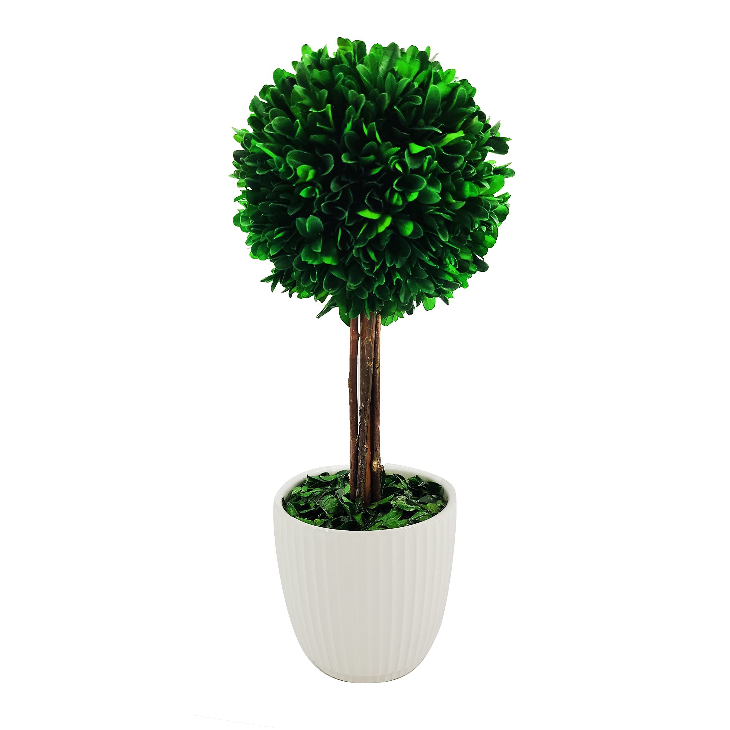 Galt International Preserved Natural Boxwood - Plant and Table Centerpiece - Stunning Greenery an... | Amazon (US)