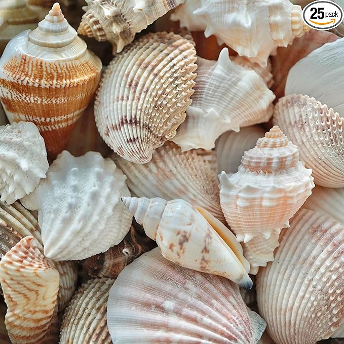 Sea Shells Mixed Beach Seashells, Various Sizes Natural Ocean Seashells for Beach Themed Party DI... | Amazon (US)