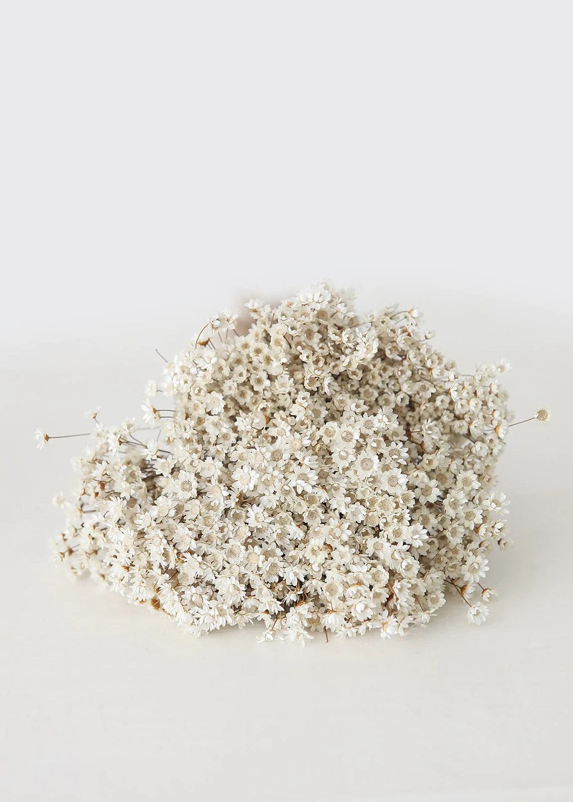 Dried Star Flowers in Natural | Dried Flowers at Afloral.com | Afloral