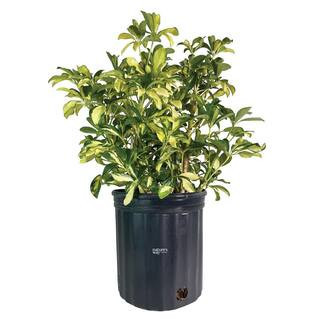 Arboricola Trinette Live Outdoor Plant in Growers Pot Average Shipping Height 2-3 Ft. Tall | The Home Depot
