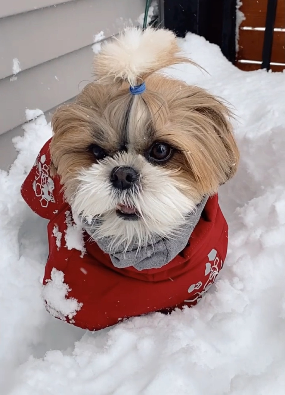 Let your dog enjoy the snow❄️

#LTKfit #LTKSeasonal #LTKFind