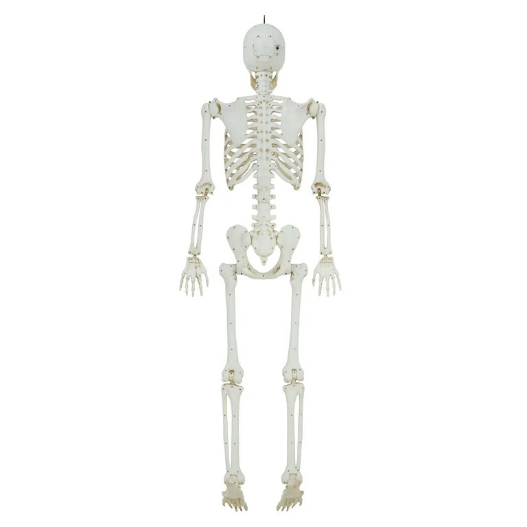 5ft Light Up Poseable Skeleton Decoration, Halloween Outdoor Decor, by Way To Celebrate - Walmart... | Walmart (US)