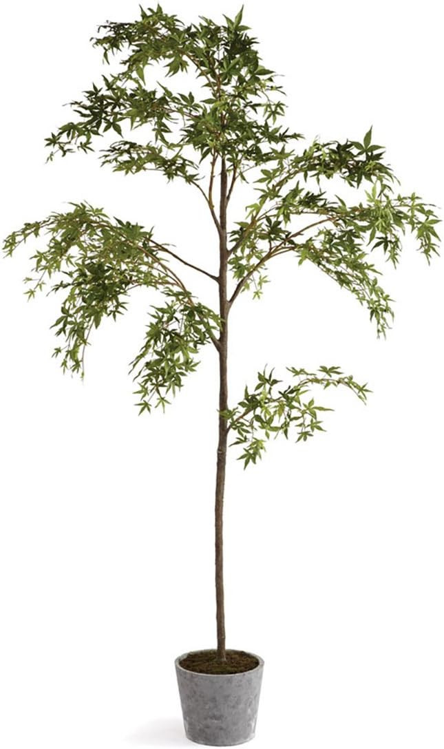 Maple Tree in Pot, 7-Feet | Amazon (US)