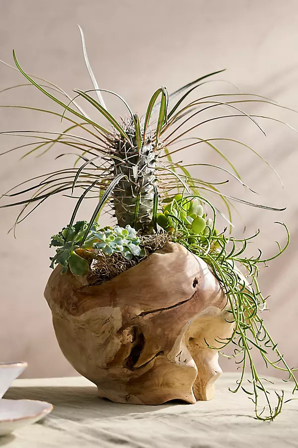 Teak Root Round Pot | Anthropologie (US)