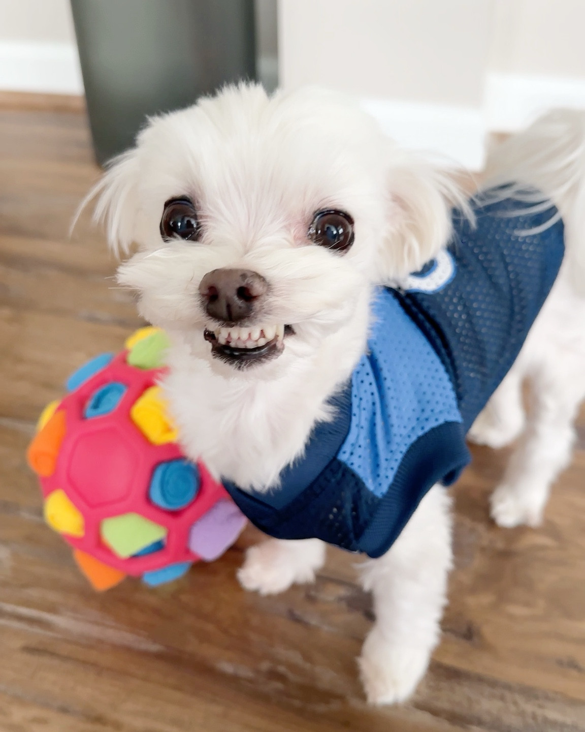 Timberwolves dog jersey in size XS. Snuffle dog enrichment toy

#LTKfindsunder50 #LTKfindsunder100 #LTKfamily