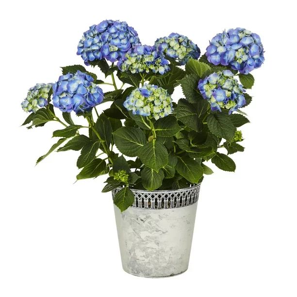 Better Homes & Gardens 1.25G Blue Florist Hydrangea Annual Live Plant (1 Pack) with Decorative Po... | Walmart (US)