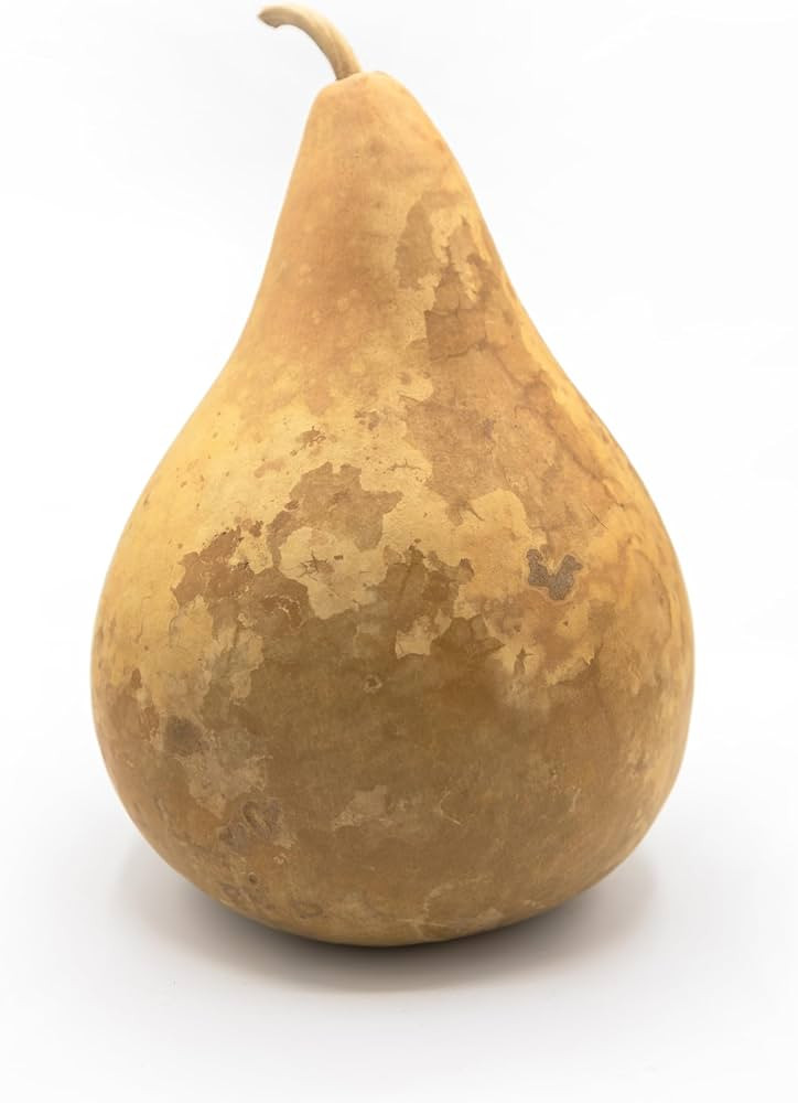 Dried Hard Shell Martin Gourd - 7" Diameter, Ready for Crafting and Decorating | Amazon (US)