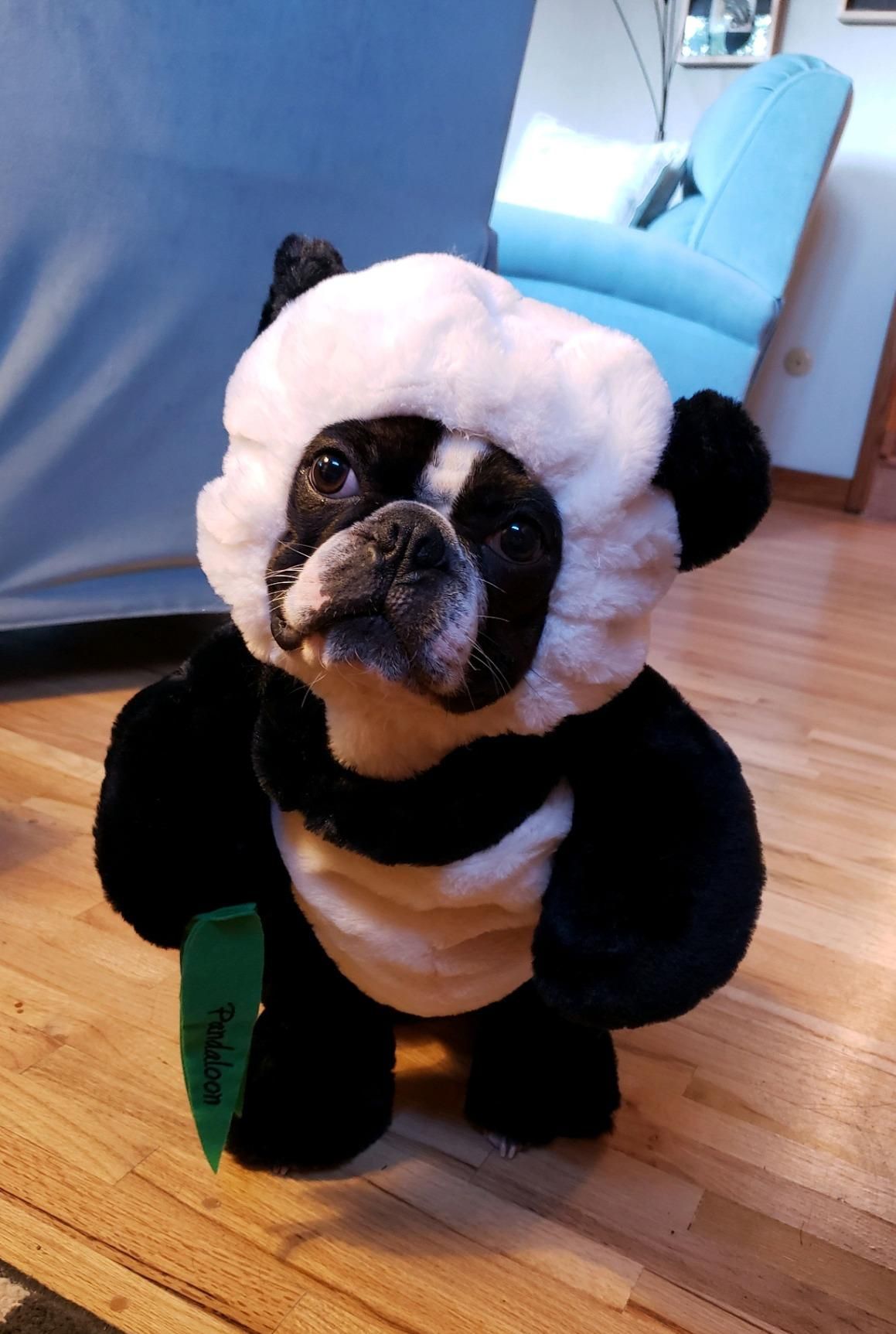 Pandaloon Panda Puppy Dog Pet Costume (Size 1 (13-14.5 in Total Height), Panda) | Amazon (US)