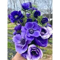Blue Anemone Corms Perfect For Cut Flower Bouquets & Early Spring Weddings | Etsy (US)