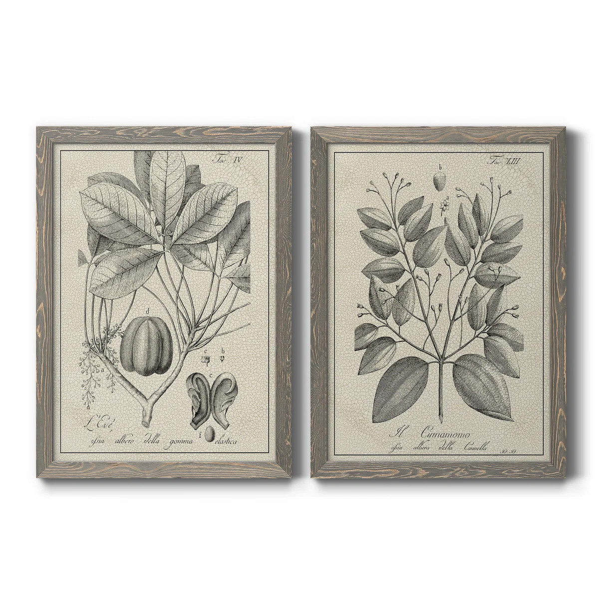 Antique Black And White Botanical VI - 2 Piece Picture Frame Painting Set on Canvas | Wayfair North America