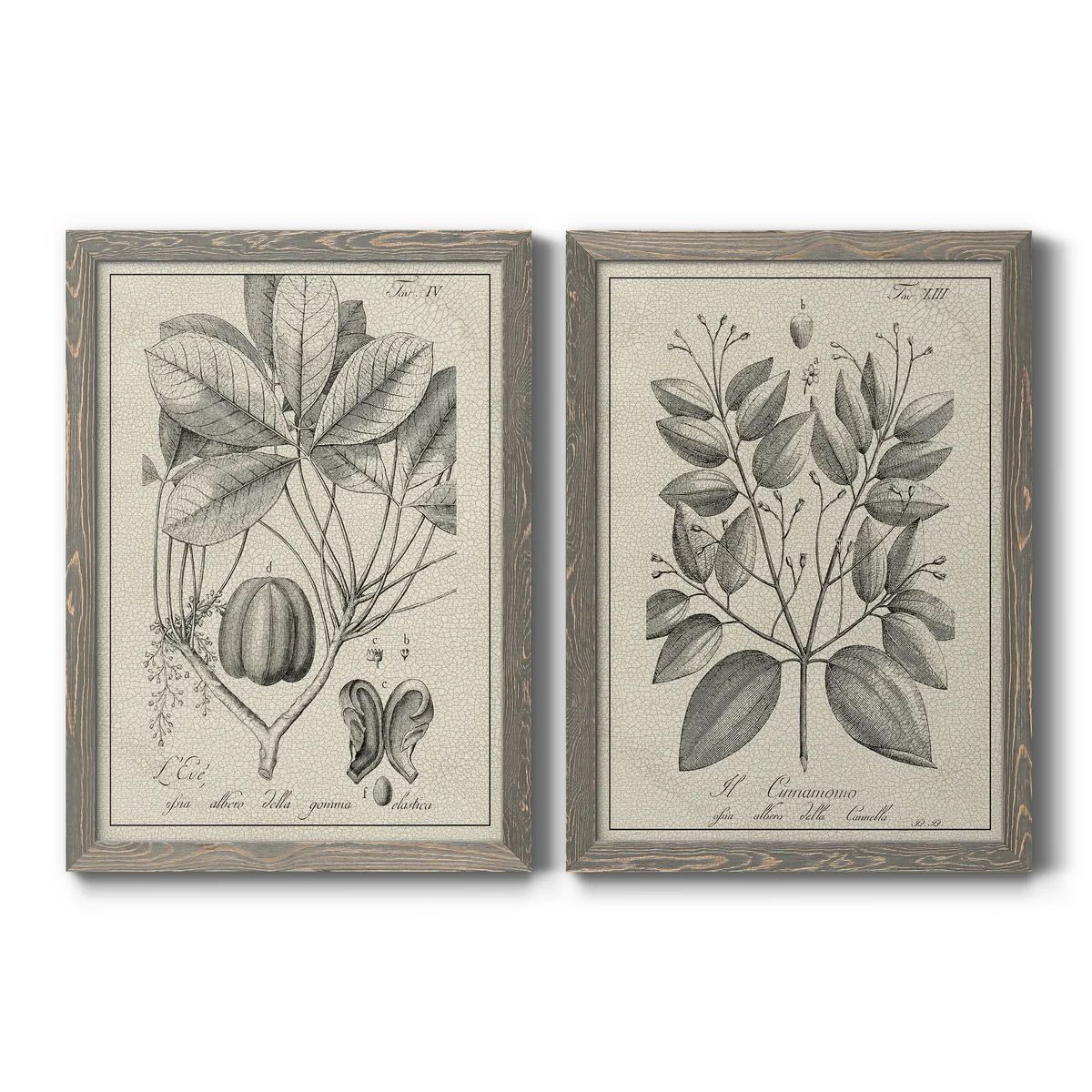 Antique Black And White Botanical VI - 2 Piece Picture Frame Painting Set on Canvas | Wayfair North America
