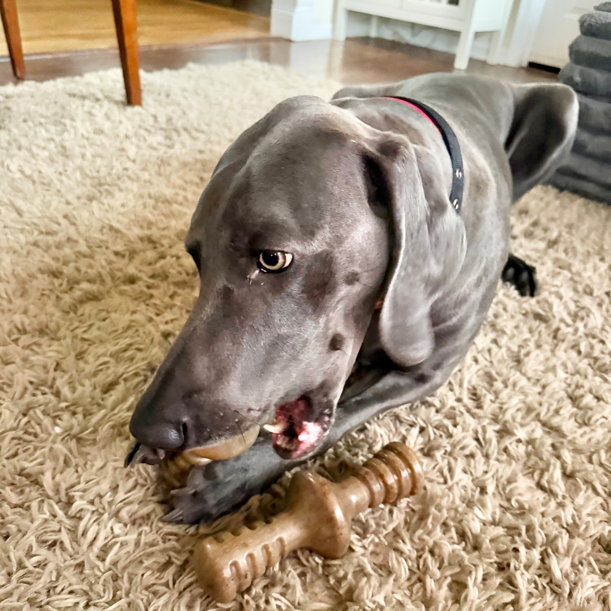 Sight loves her bones 

#LTKSaleAlert #LTKFindsUnder50