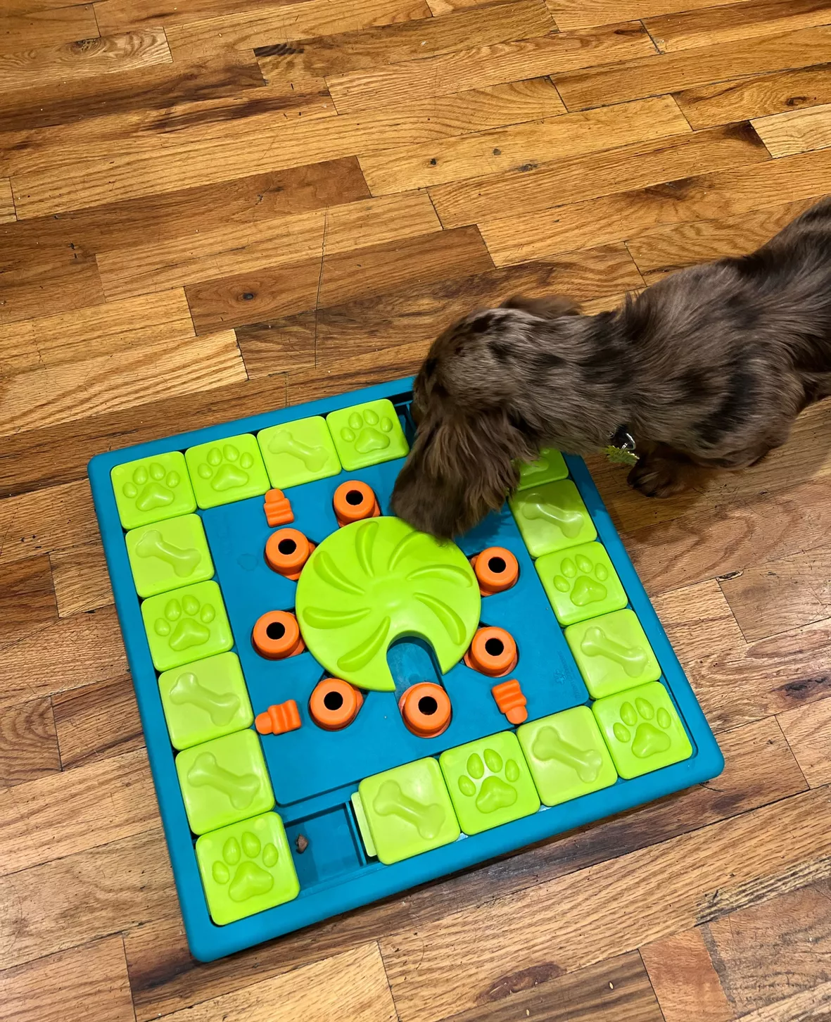 Outward Hound MultiPuzzle Interactive Dog Toy