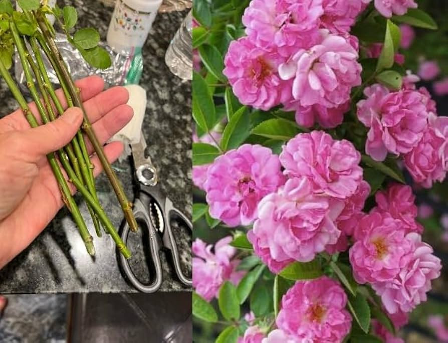 Peggy Martin/Katrina Rose 5 pcs Unrooted Cutting 8 inch each Cuttings, Pink | Amazon (US)