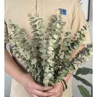 Natural Eucalyptus Bundle ，20 "", Dried Branches，dry Flowers Arrangement，eucalyptus For Vase Filler，eucalyptus Decor，home Decor | Etsy (US)