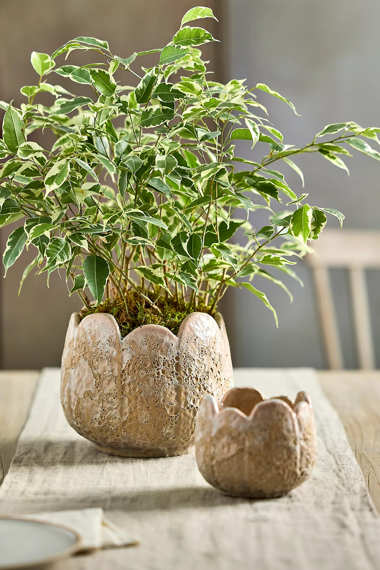 Rounded Leaves Ceramic Planter | Anthropologie (US)